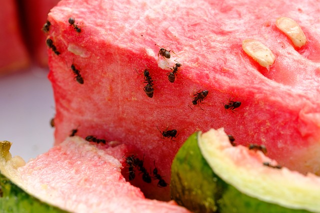 mravenci meloun